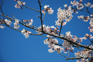 春の桜を見ると、日本人で良かったと思う